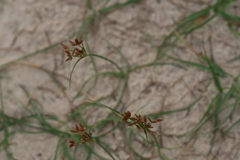 Cyperus stoloniferus